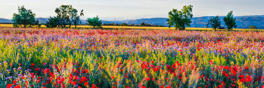 WILDFLOWERS AND TICKS! WHAT IS YOUR BOARD’S FOCUS?