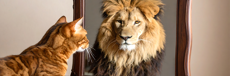 MIRROR, MIRROR ON THE BOARD WALL – ARE WE THE MOST EFFECTIVE BOARD OF ALL?